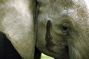Amboseli Elephant Face 